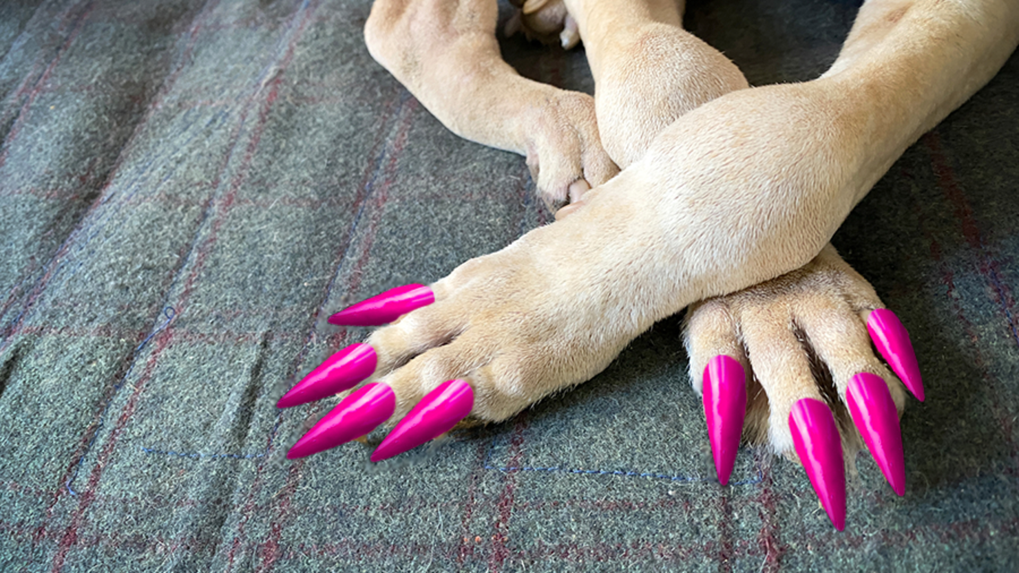 Dog on sale nail salon