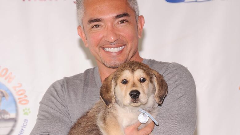 Cesar millan 2024 golden retriever