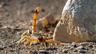 Las Vegas Doctor Shares Tips On How To Avoid Scorpion Stings
