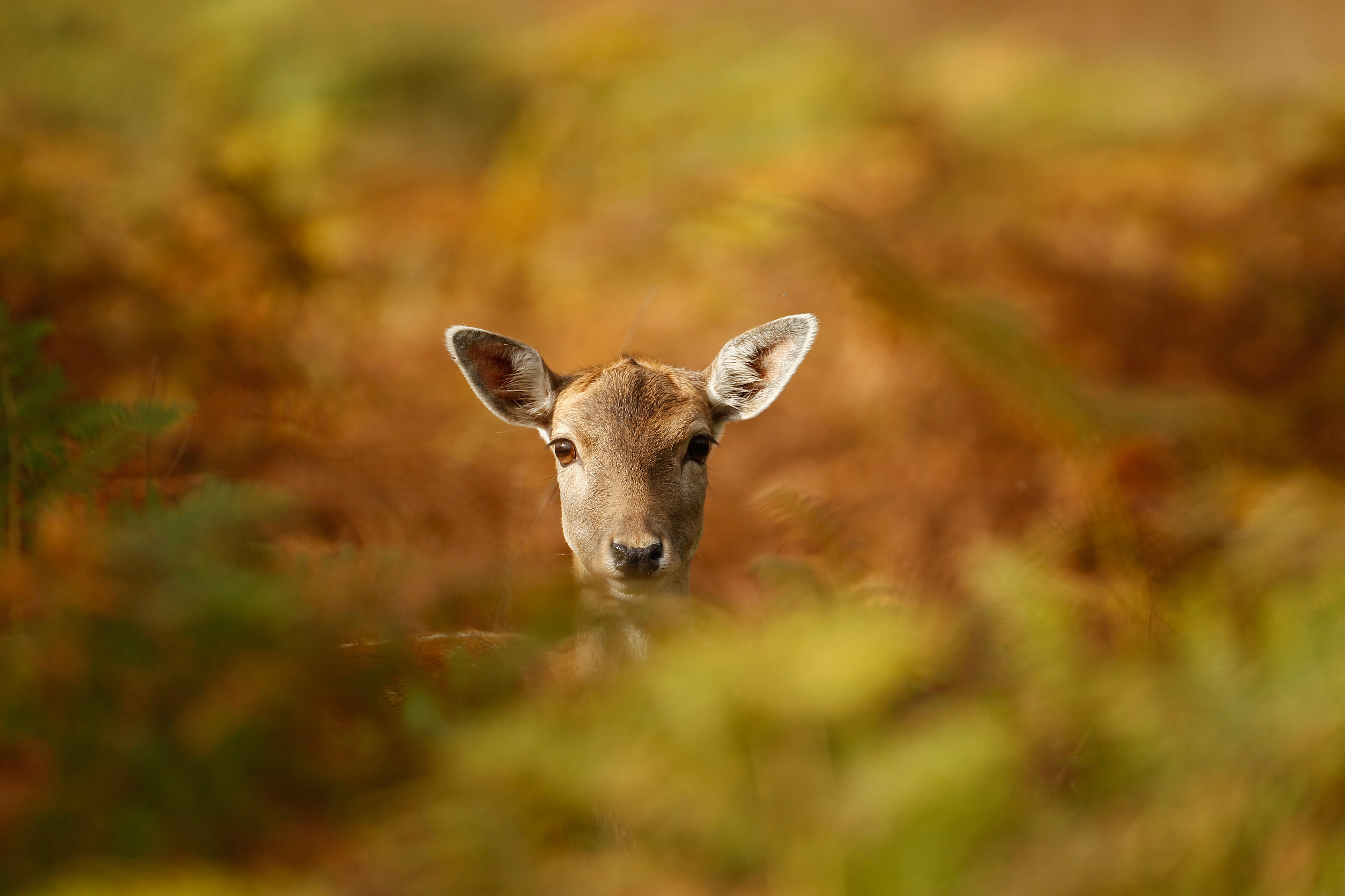 Bambi name in doe In Bambi