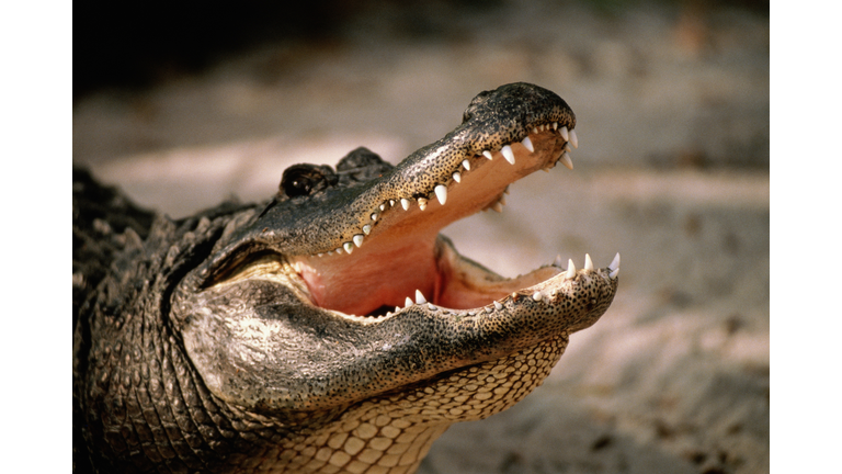 American alligator (Alligator mississipiensis) with open jaws