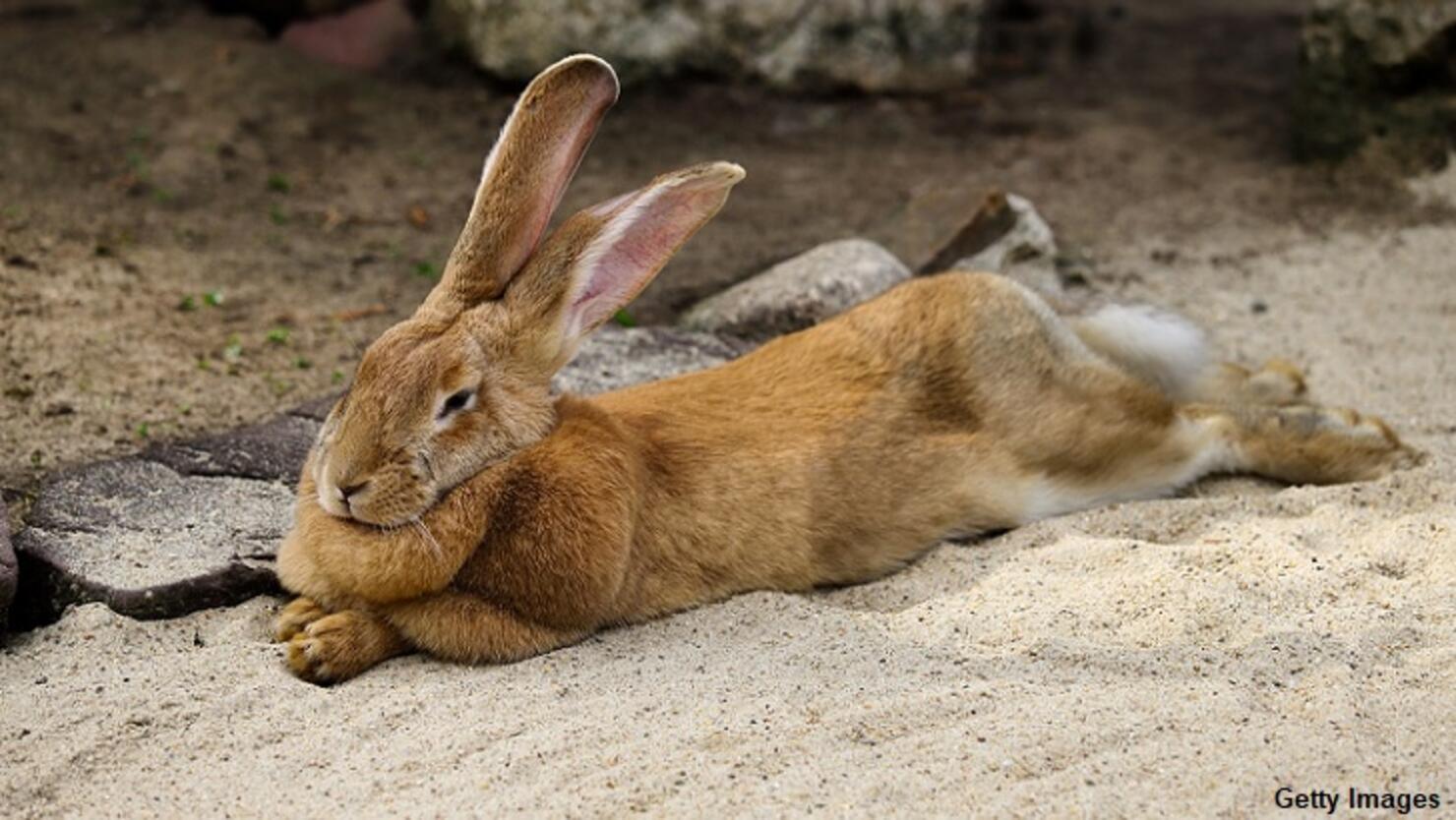 'World's Longest Rabbit' Goes Missing iHeartRadio