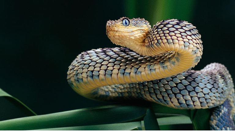 Bush Viper, Atheris squamiger, Native to Eastern Africa