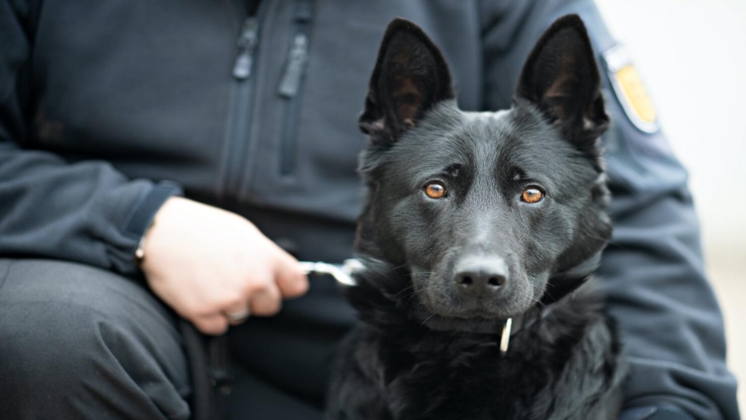 Mobile phone sniffer dog Emily