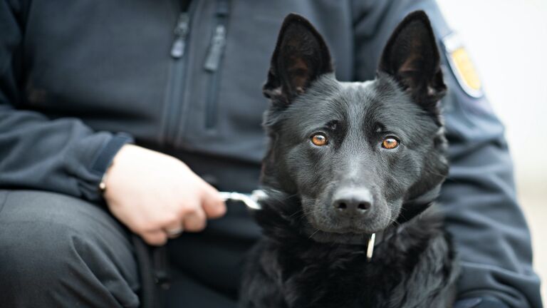 Mobile phone sniffer dog Emily