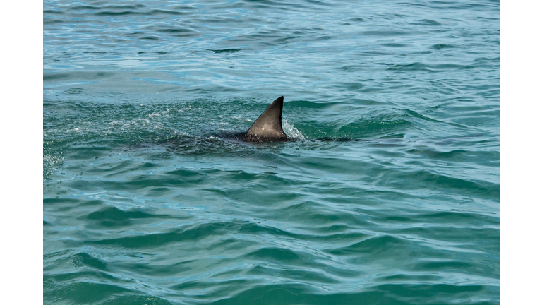 Shark fin