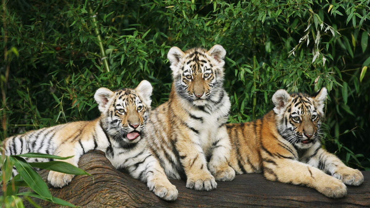 First tigers born in 20 years at Cleveland Metroparks Zoo 