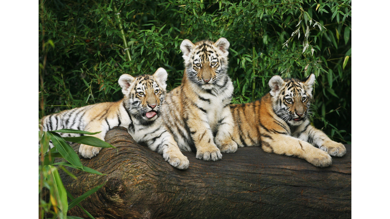 Three baby Siberian tigers sit on a log
