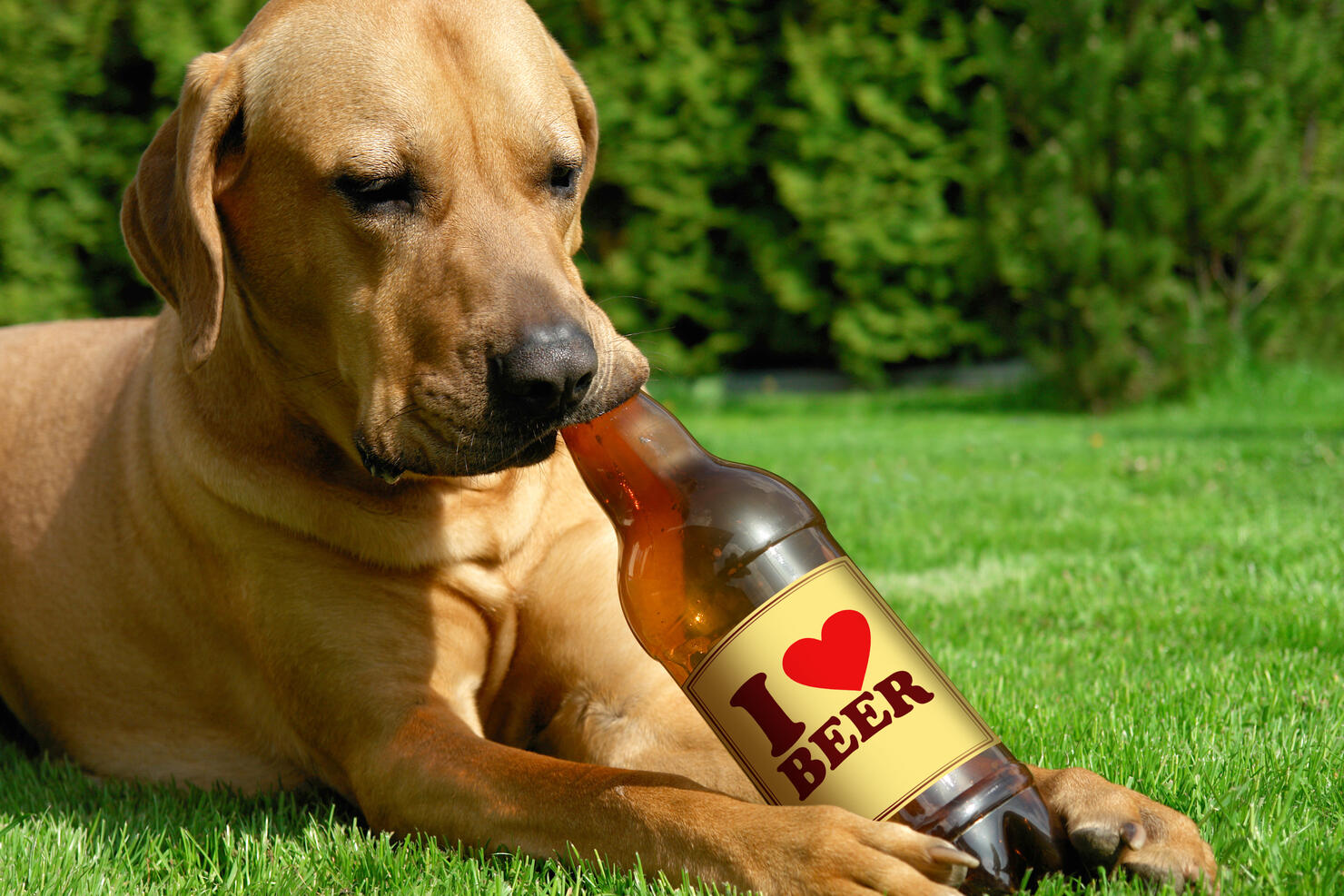 Dog pretending to drink beer