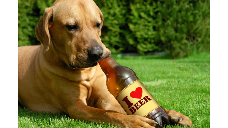 Dog pretending to drink beer