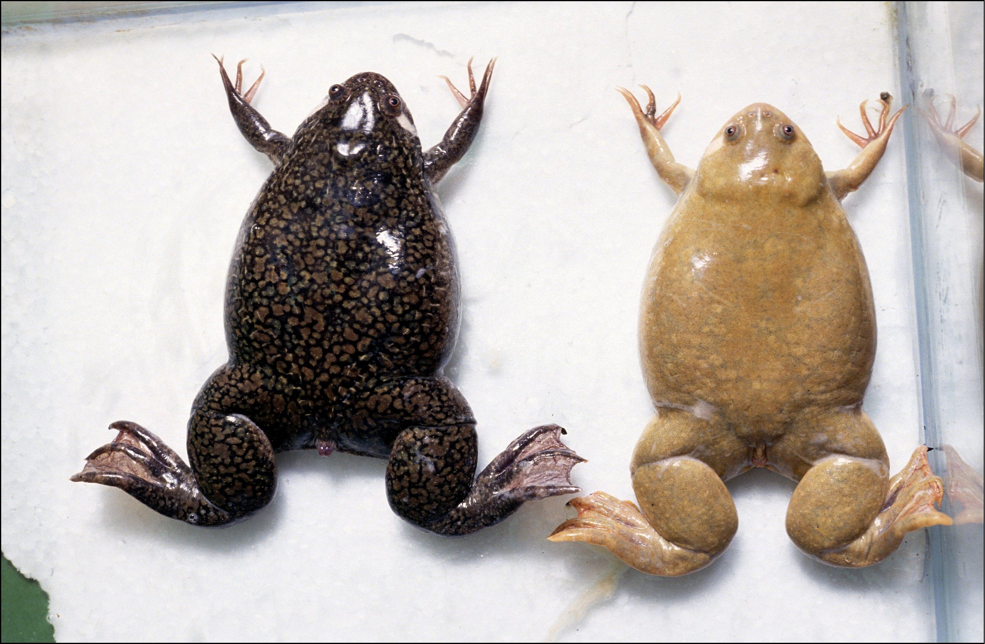 Xenopus laevis Модельный объект