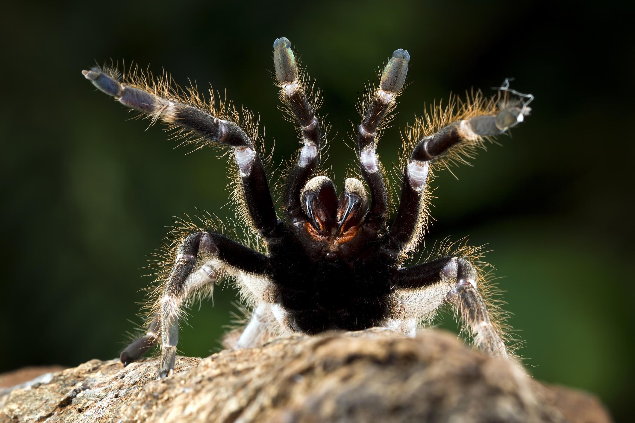 Pine Rockland Trapdoor Spider: Venomous Creature Found at Miami Zoo