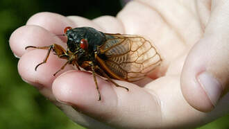 'It's A Total Invasion': Tennessee's Cicada Season Is On The Way