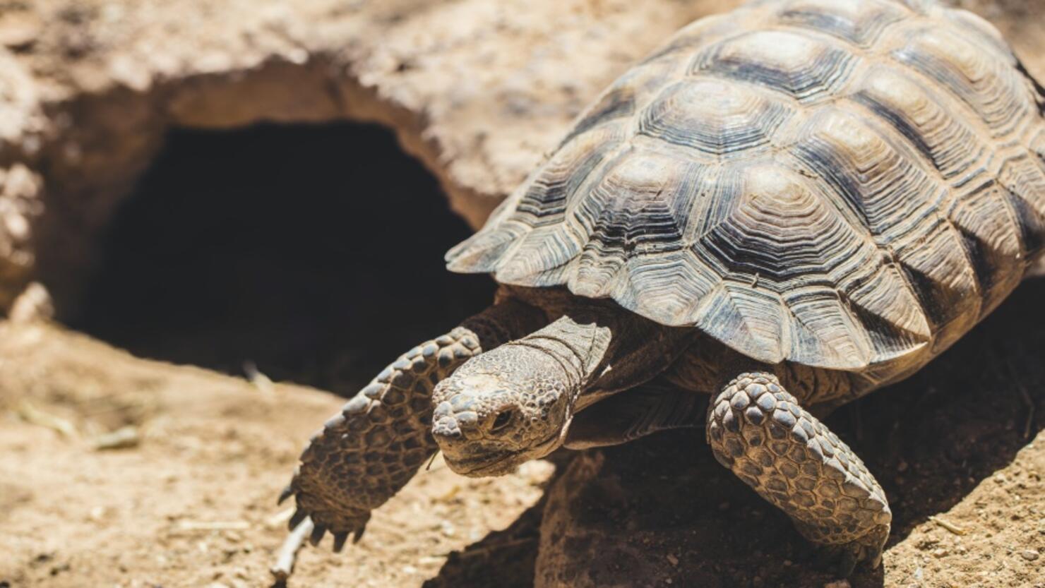 VIDEO: Mojave Max Finally Emerged From Burrow After Extra Long ...