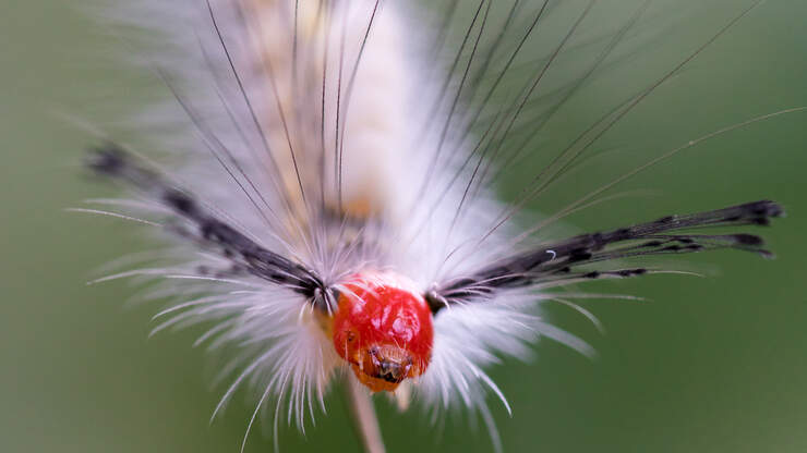 Look Out For These Hairy Caterpillars In Florida, Officials Say | Y100