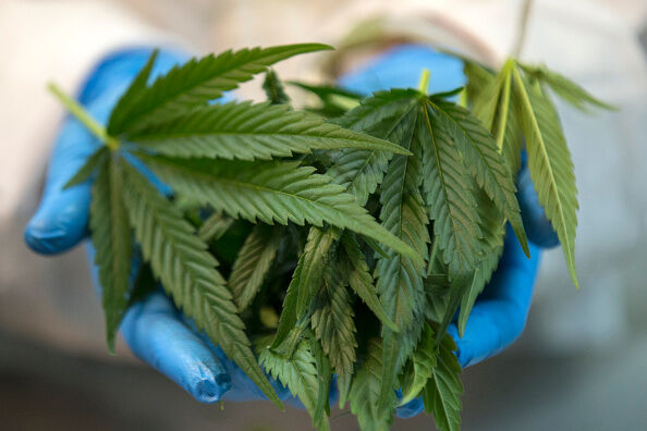 ISRAEL-HEALTH-MARIJUANA-LIFESTYLE
