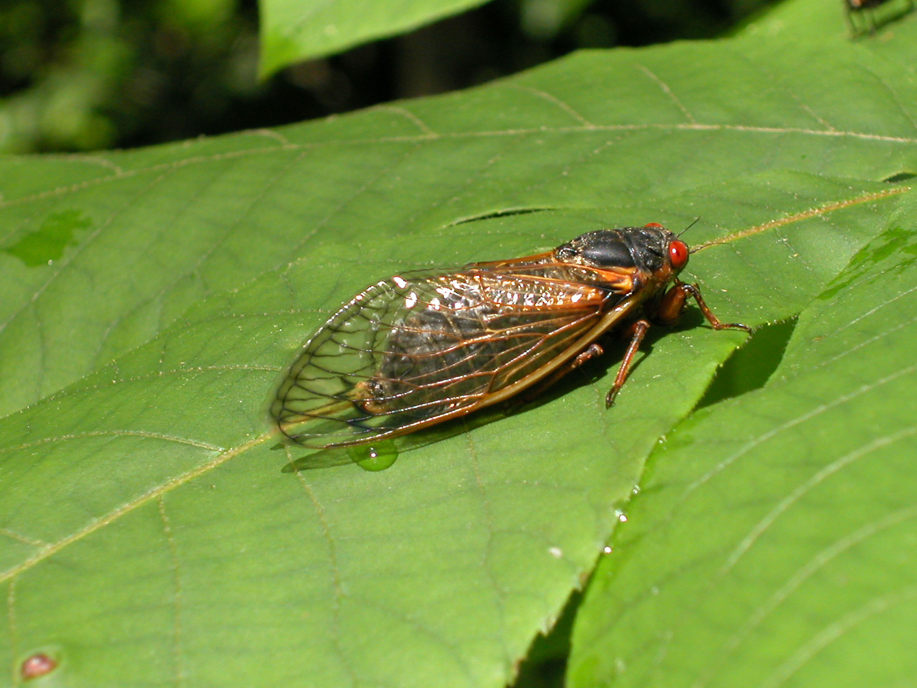 Here's What Illinois Can Expect When 'Brood X' Cicadas Emerge iHeart