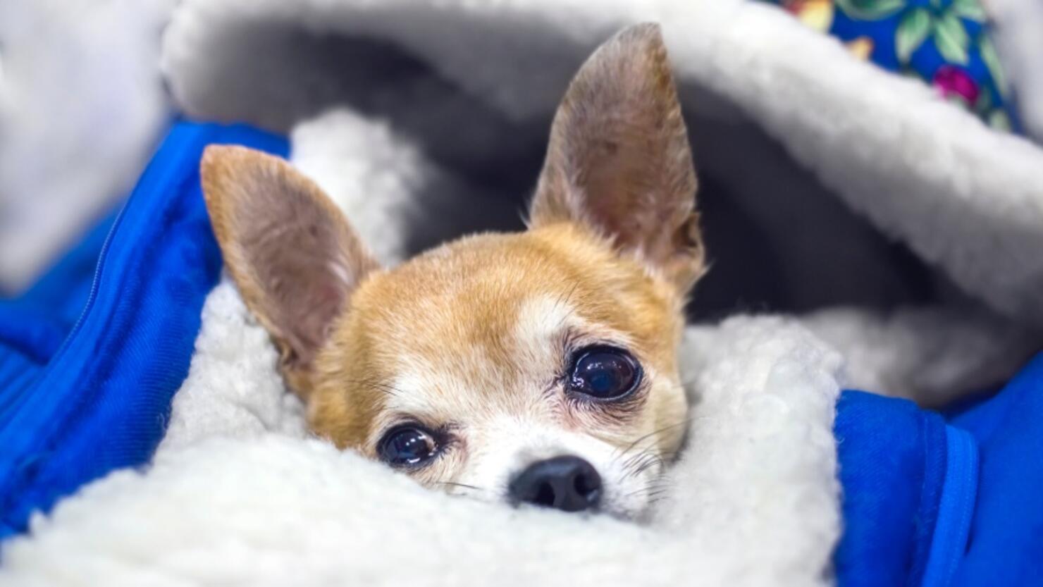 Chihuahua dog lying wrapped in a jacket.