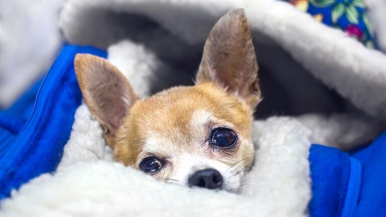 Chihuahua dog lying wrapped in a jacket.
