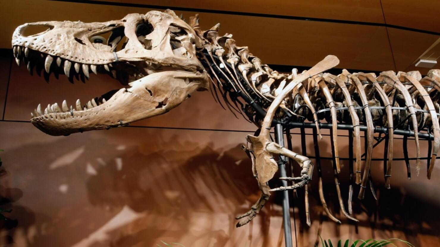 Tyrannosaurus Rex Skeleton To Be Auctioned Off In Las Vegas