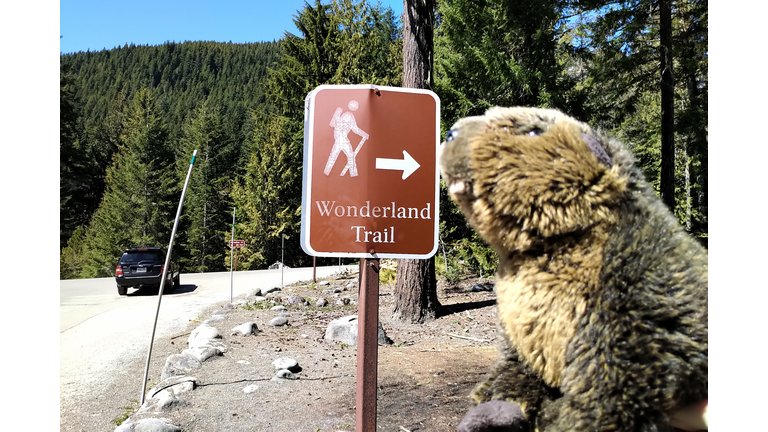 Your body is a Wonderland