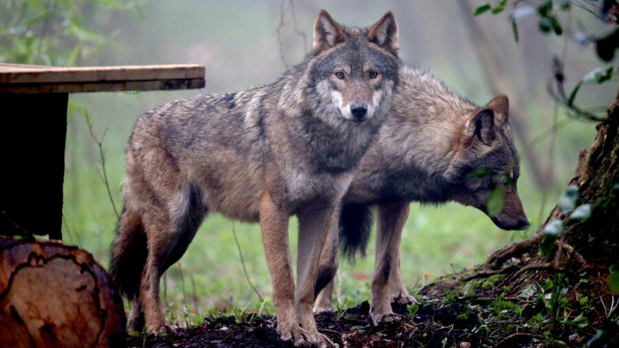 Louisiana Couple Cited After Reportedly Walking Wolf By Elementary ...