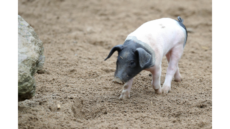 'Baby Boom' At Zoo Cologne - Eight Very Rare Swabian-Hall Swine Born