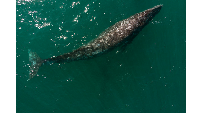 MEXICO-TOURISM-WHALES-HEALTH-VIRUS