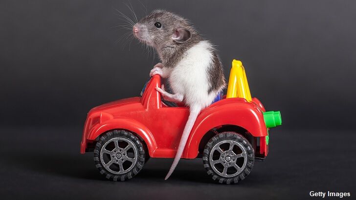 Watch: Rats Taught to Drive Tiny Cars