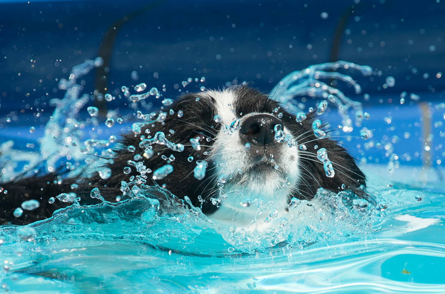 GERMANY-ANIMAL-SWIM-DOGS