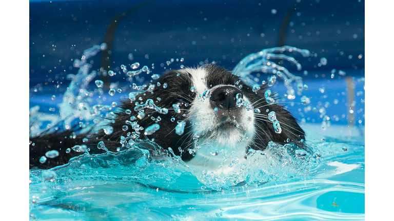 GERMANY-ANIMAL-SWIM-DOGS