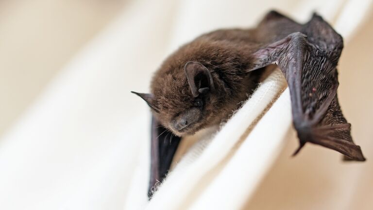 common pipistrelle (Pipistrellus pipistrellus) a small bat