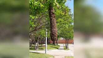 Giagantic Hive With 10,000 Bees Creates A Buzz In Plano