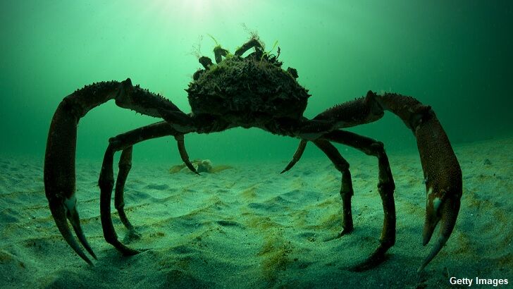 Bizarre Crab-Like 'Humanoid' Caught On Film, Scares Dogs | BIN: Black  Information Network