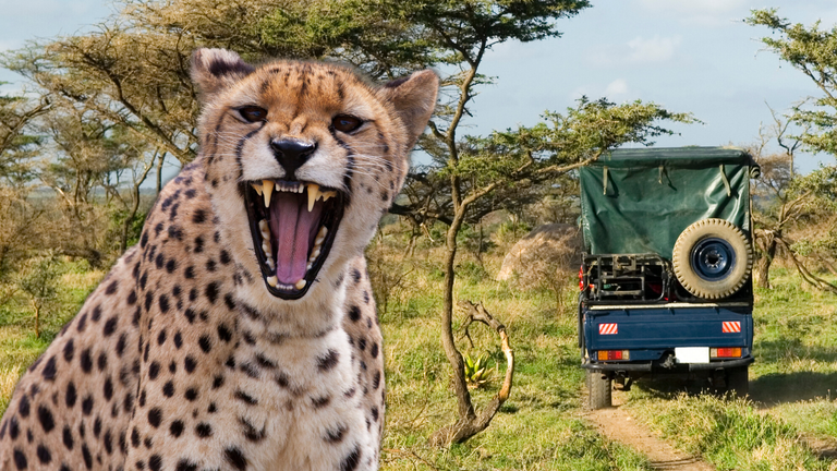 Cheetah Safari