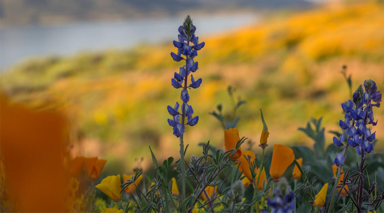 PHOTOS Beautiful Super Bloom Pops Up In Drained Folsom Lake iHeart