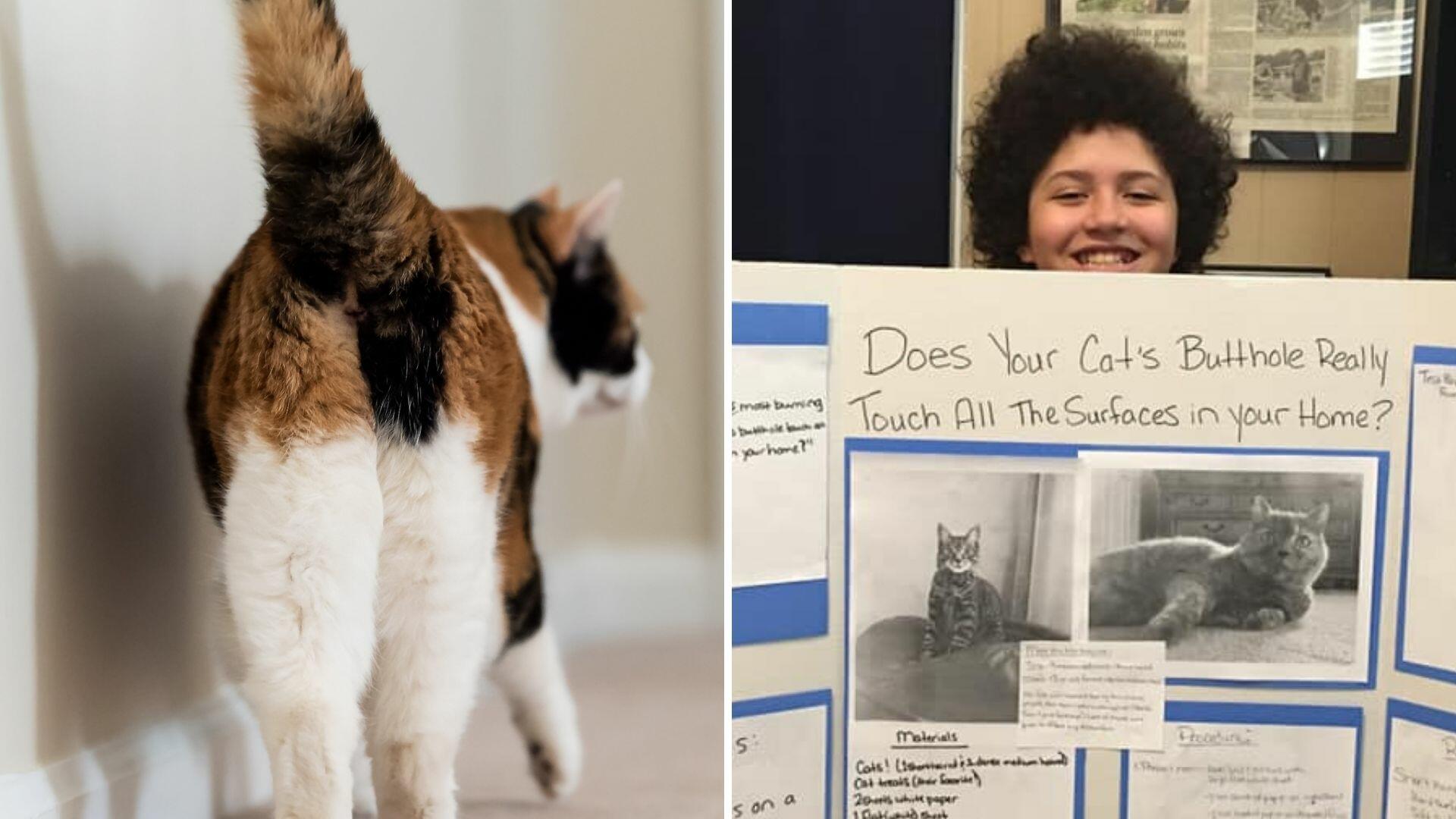 Florida Boy Studies What A Cats Butt Touches In Your Home For Science Fair  | iHeart