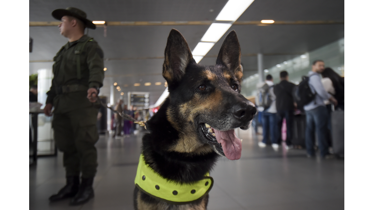 COLOMBIA-DRUGS-SNIFFER DOGS