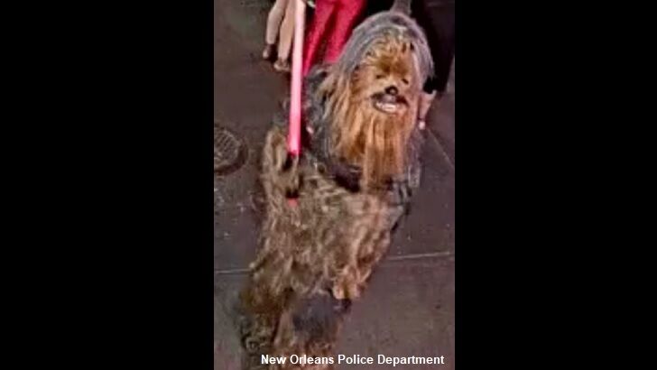 'Chewbacca' Wanted by Cops in NOLA