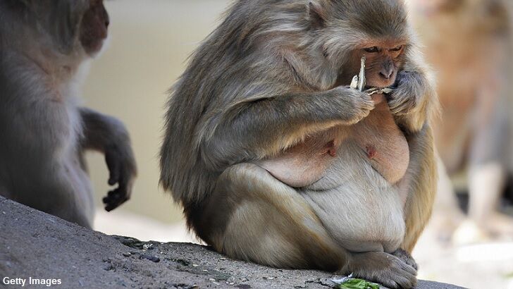 Video: Chunky Monkey Sent to 'Fat Camp'