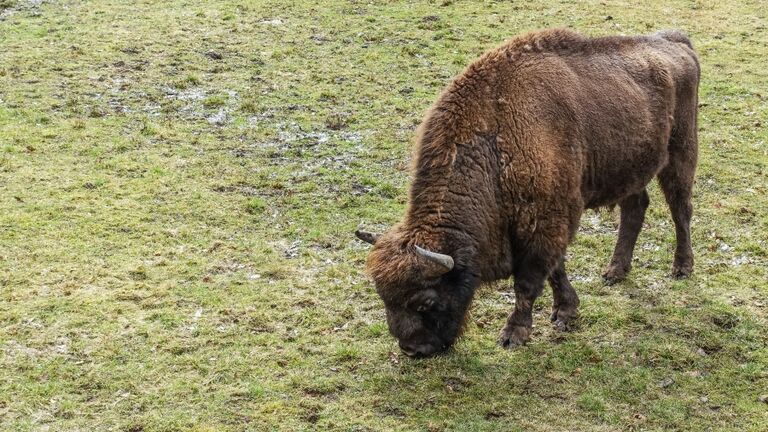 European Bison Show Reserve in Bialowieza