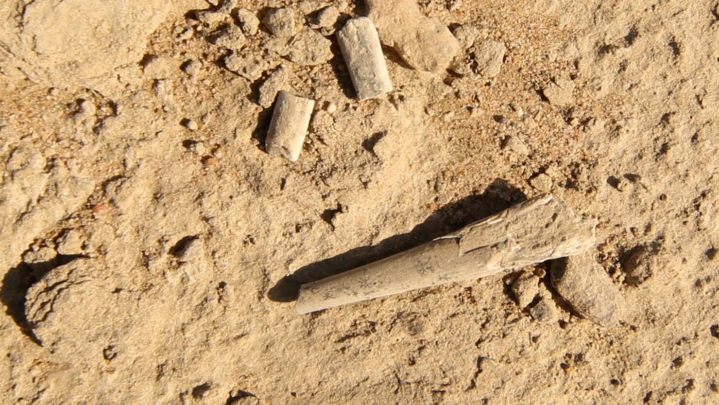 CHINA-SCIENCE-PALAEONTOLOGY-BRAZIL-US-ANIMAL