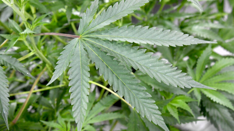 Marijuana Cultivation Center In Nevada Ramps Up Production As State Legalizes Recreation Use Of Weed