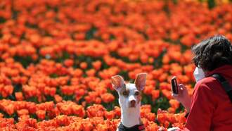 40th Annual Oregon Tulip Festival Returns With New, Long Lasting Memories