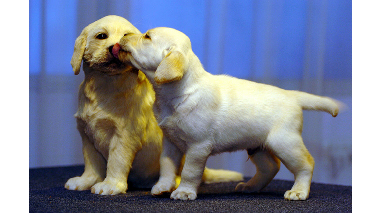 Credit: Getty Images