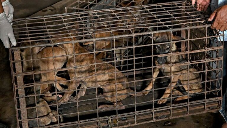 CAMBODIA-ANIMAL-DOG-FOOD