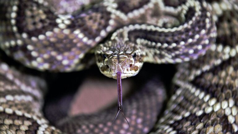 TOPSHOT-DOUNIAMAG-BRAZIL-ANIMALS-SCIENCE-SNAKES-VENOM