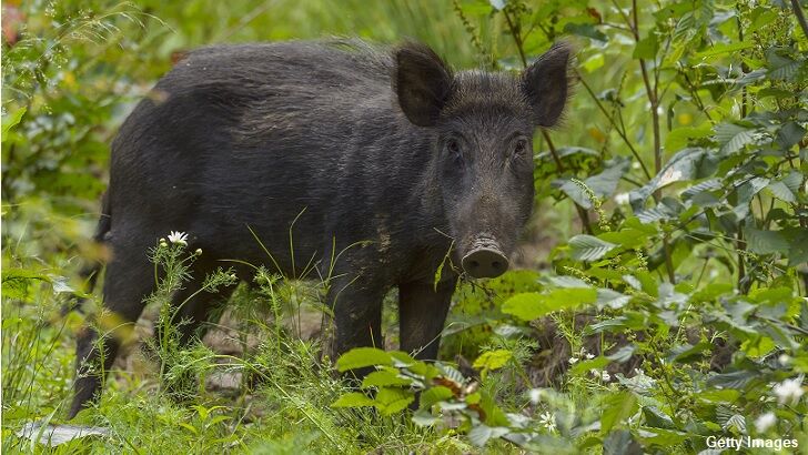 Rumors of 'Shapeshifting Boar Demon' Spark Hysteria in Indonesian Village