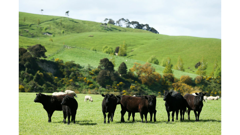 Government Announces Recovery Package For Farmers Affected By Mycoplasma Bovis