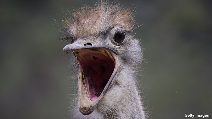 Watch: Man Attacked by an Ostrich